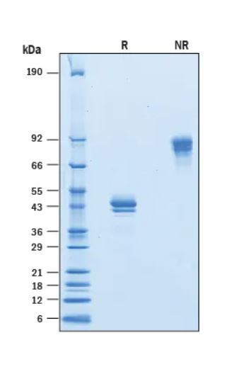2 μg/lane Protein  was resolved with SDS-PAGE under reducing (R) and non-reducing (NR) conditions and visualized by Coomassie® Blue staining.